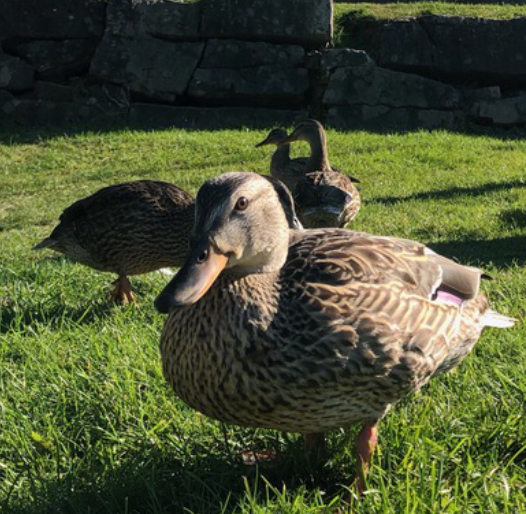 Birdwatching on theNorthern Bruce