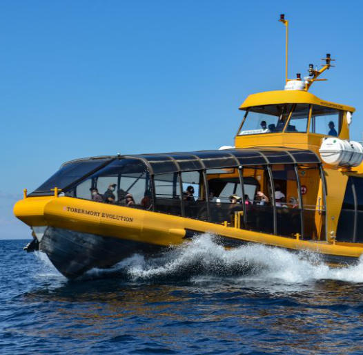 Bruce AnchorCruises