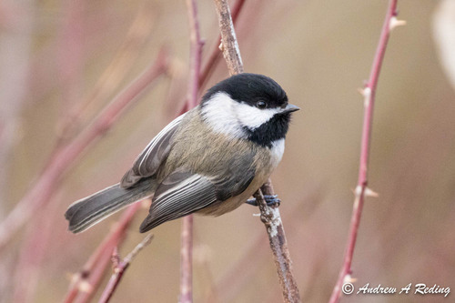 Black-capped Chickadee