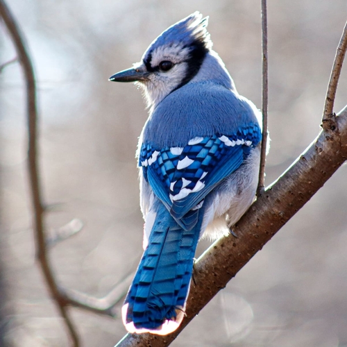 Blue Jay