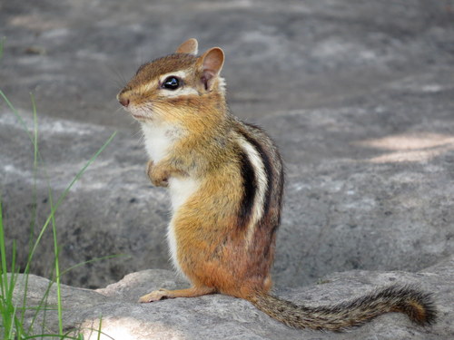 Chipmunk