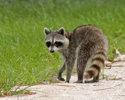Common Racoon