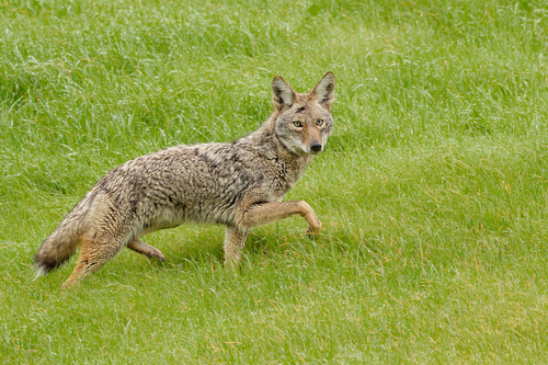 Coyote
