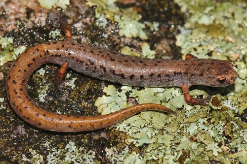 Four-toed Salamander