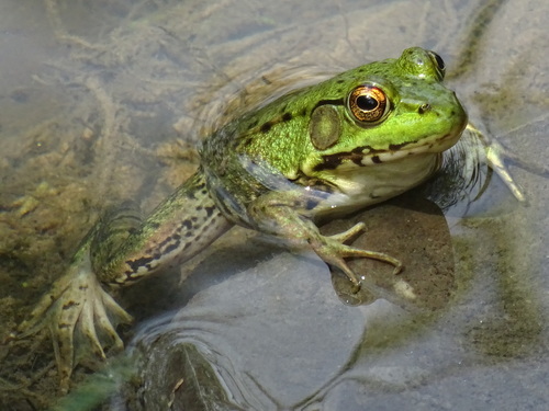 Green Frog
