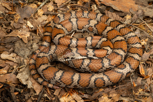 Milksnake
