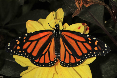 Monarch