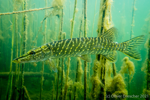 Northern Pike