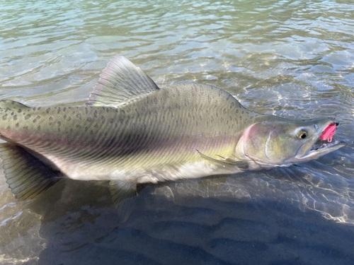 Pink Salmon
