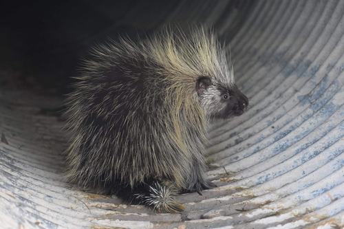 Porcupine