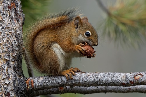 Red Squirrel