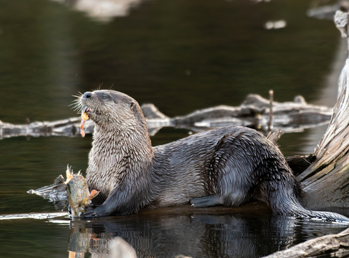 River Otter