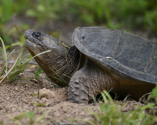 Snapping Turtle