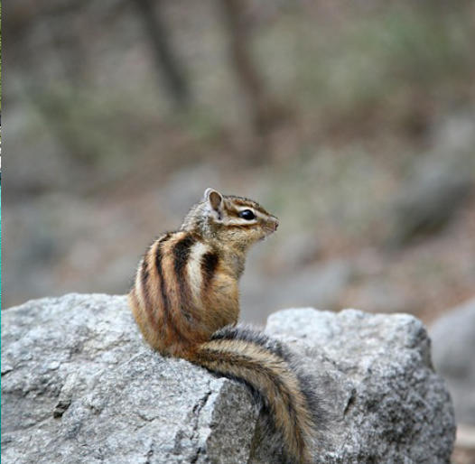 The Wildlife of theBruce Peninsula
